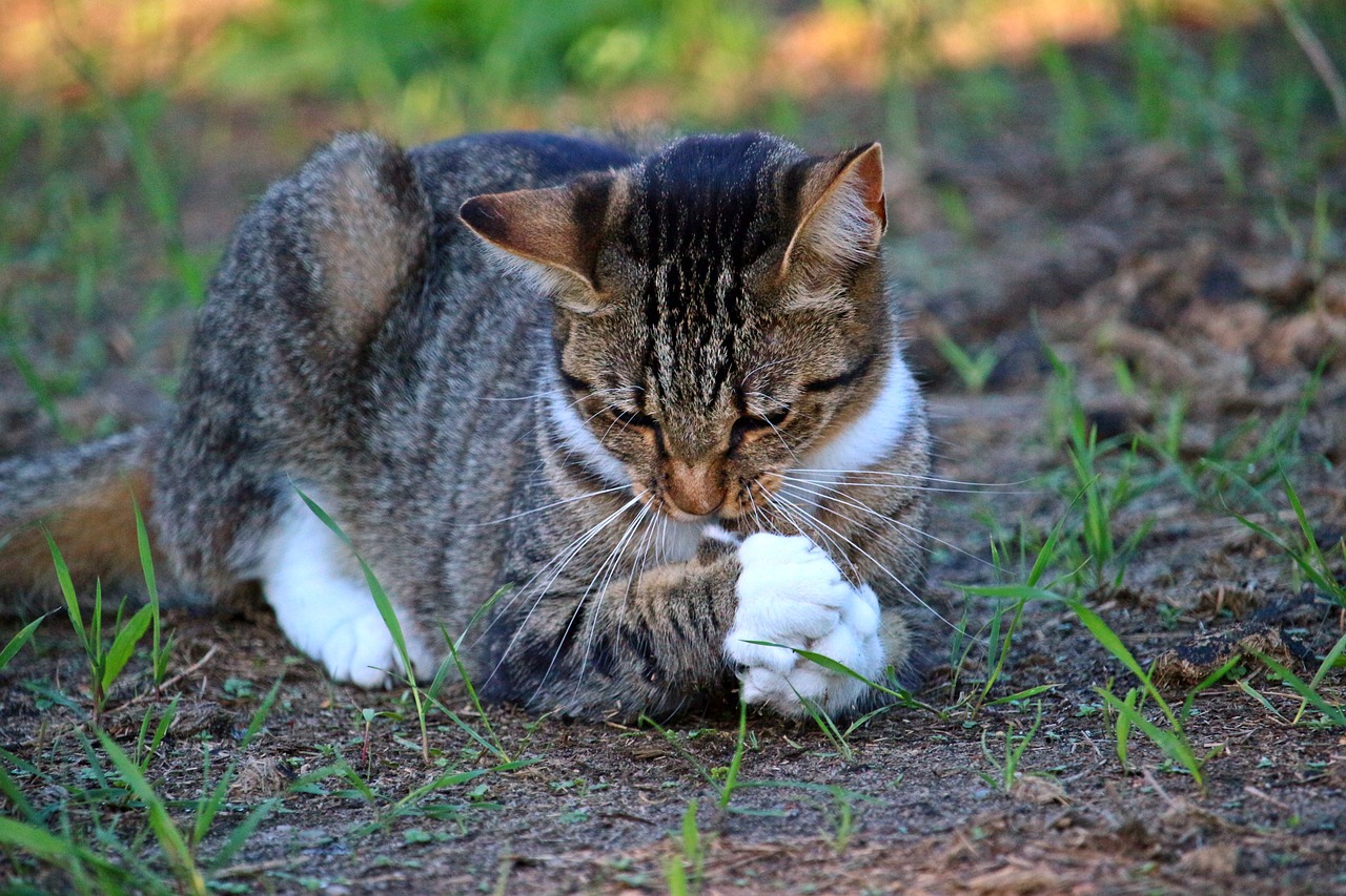 猫咪健康洗澡温度与注意事项猫咪的洗澡温度