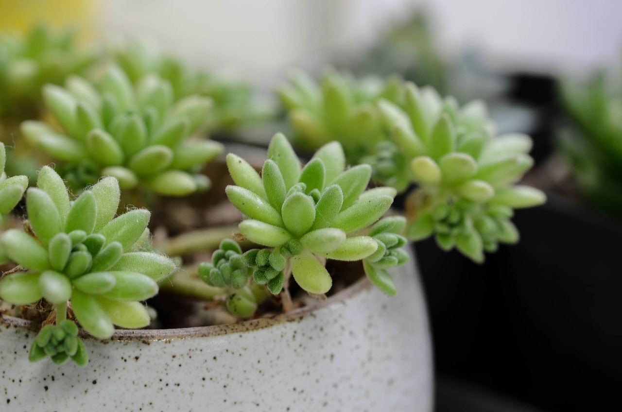 多肉植物健康管理多肉植物疾病