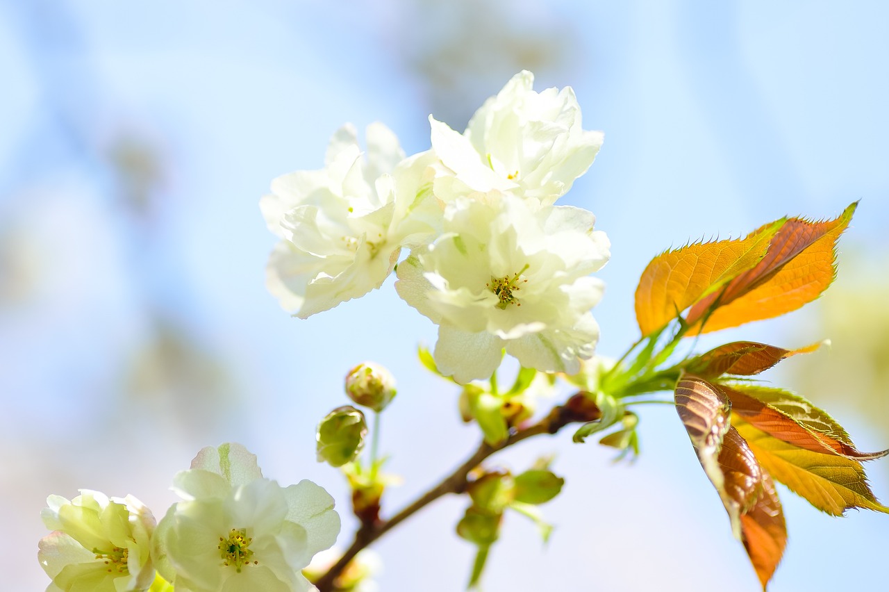 木本花卉——紫微紫微木材