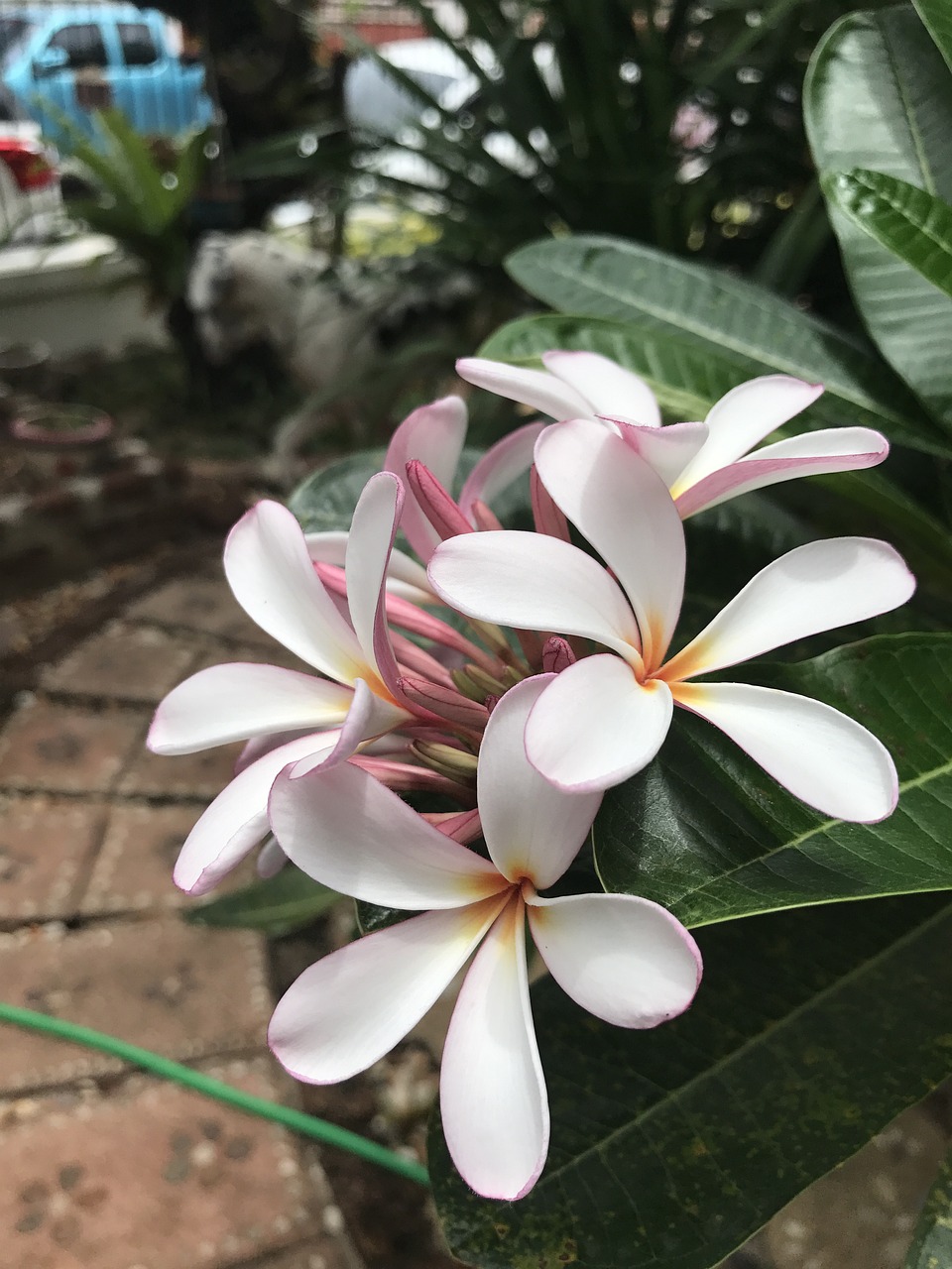 木本花卉——紫微紫微木材