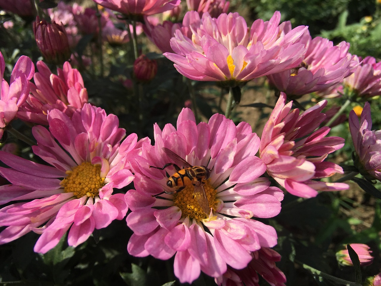 南京春节公园花卉盛景南京春节赏花