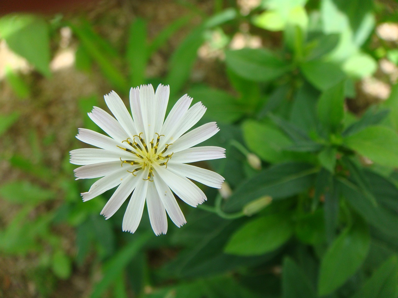 南方常见的花卉——茉莉花南方常种的花