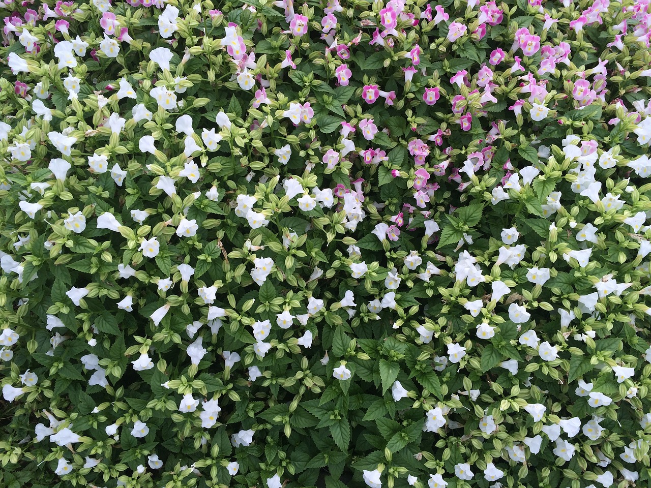 浏阳花卉苗木产业园区概览浏阳花木苗圃基地批发