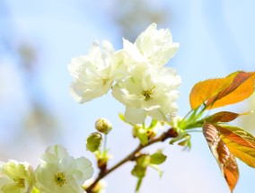 木本花卉——紫微紫微木材