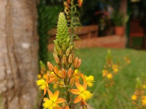 明光花卉基地介绍明光花卉基地电话