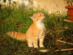 小猫沉浸式吃美食视频猫咪吃食物的视频