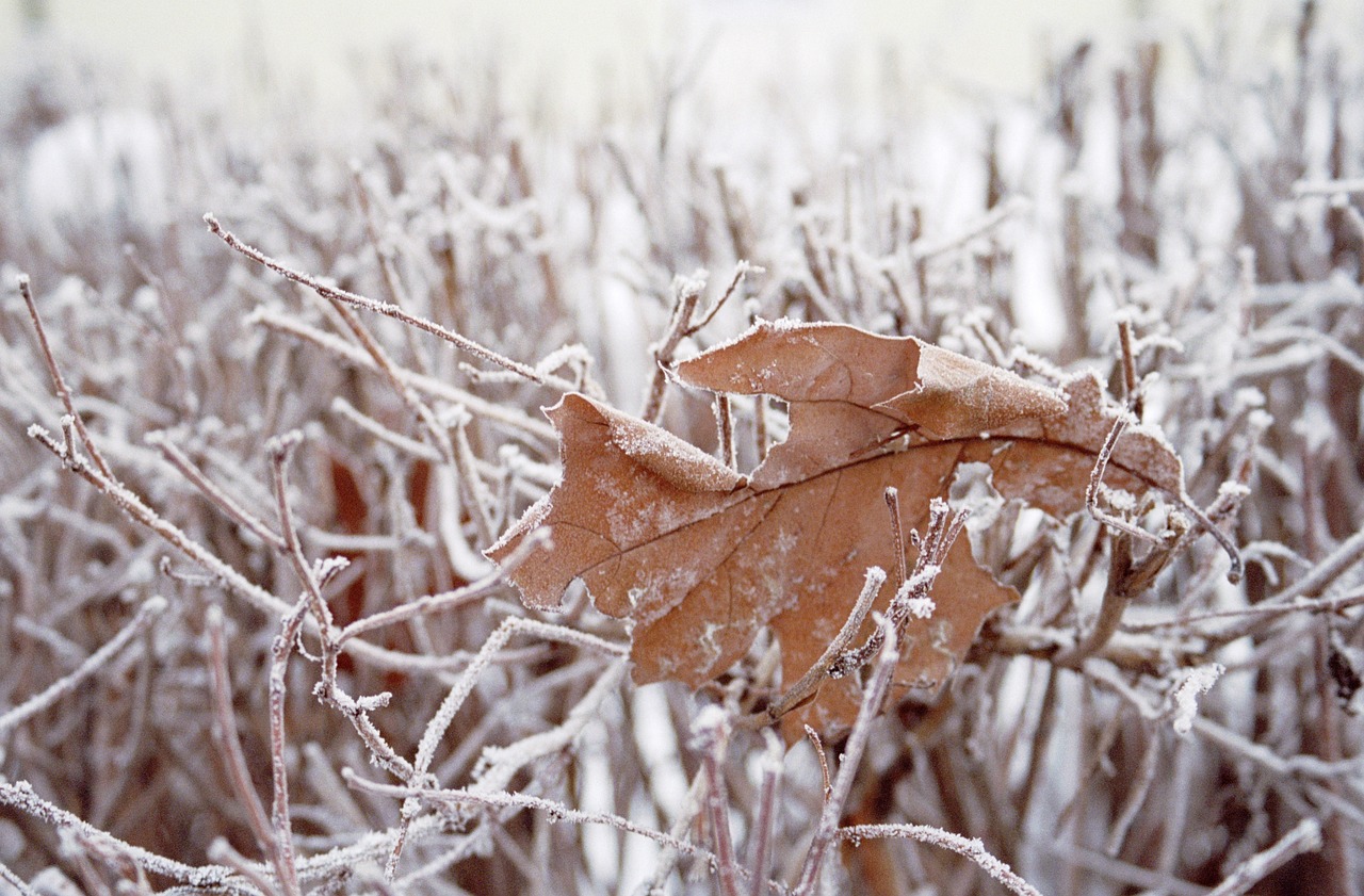 接雪花健康教案小班健康活动雪花教案及反思