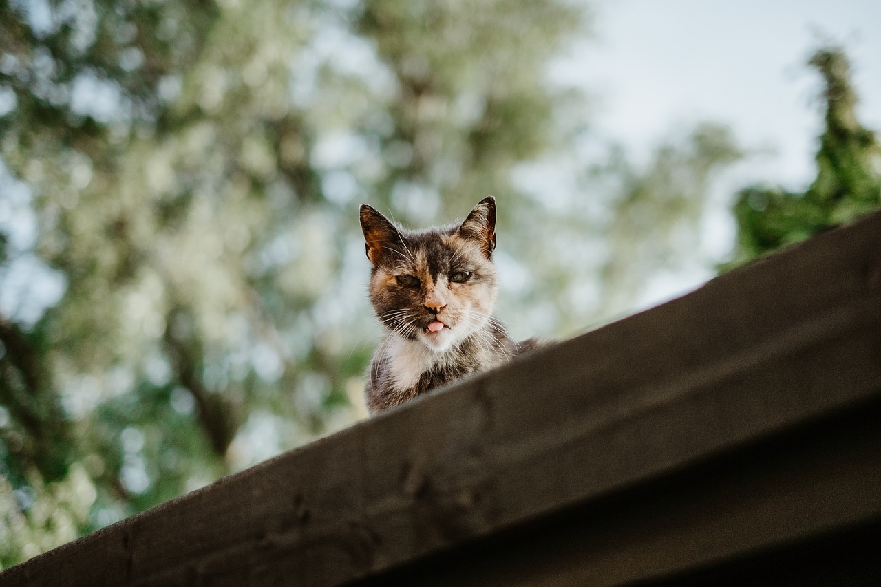 小猫健康的表现健康的小猫是什么样子的