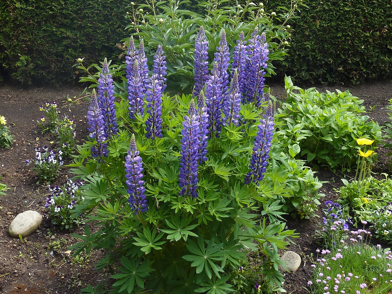 南京大型花卉租赁服务南京花卉种植基地