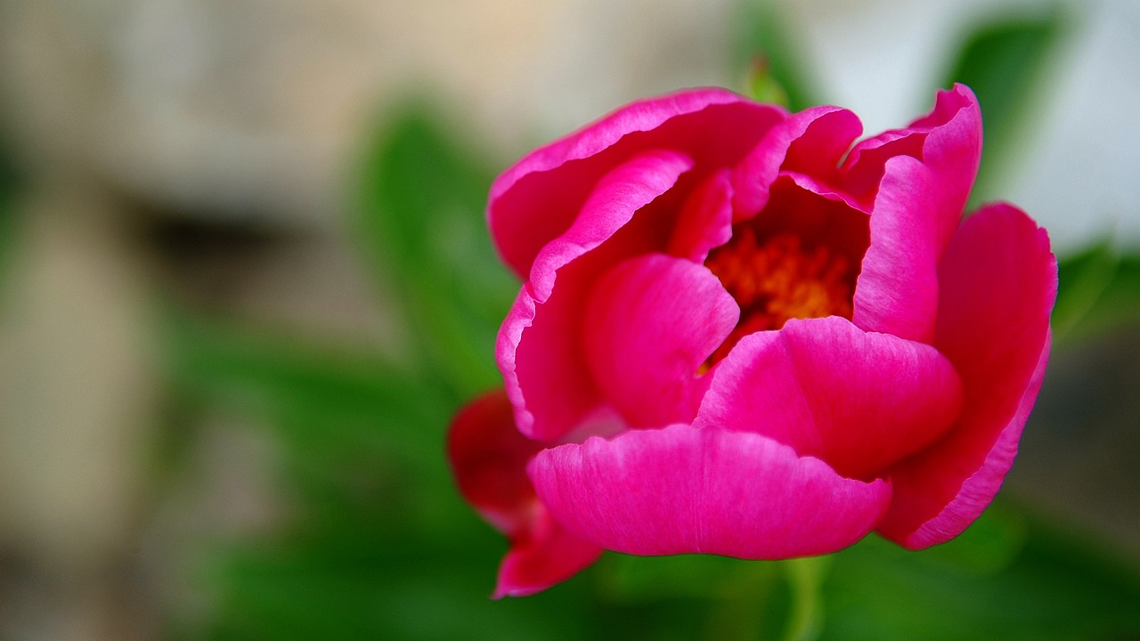 南京大型花卉租赁服务南京花卉种植基地