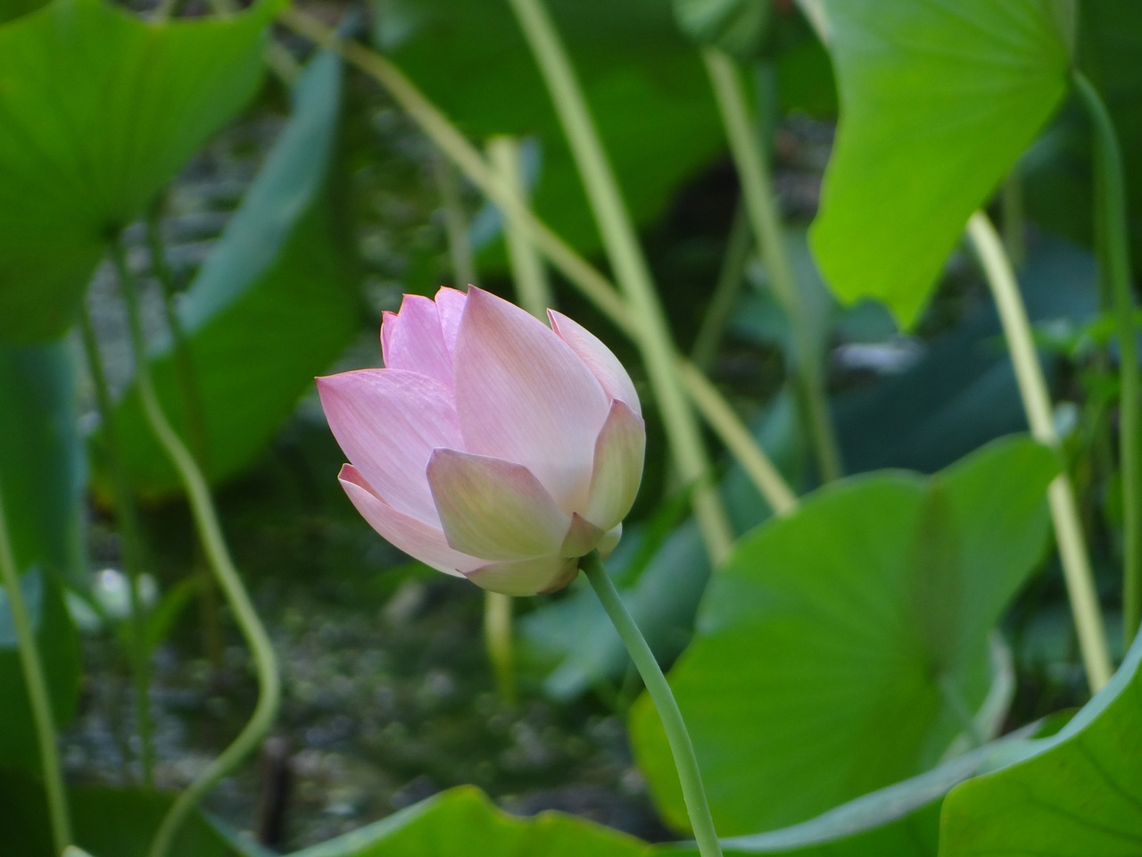 南方水生花卉，绚丽多彩的植物世界南方水生蔬菜有哪些