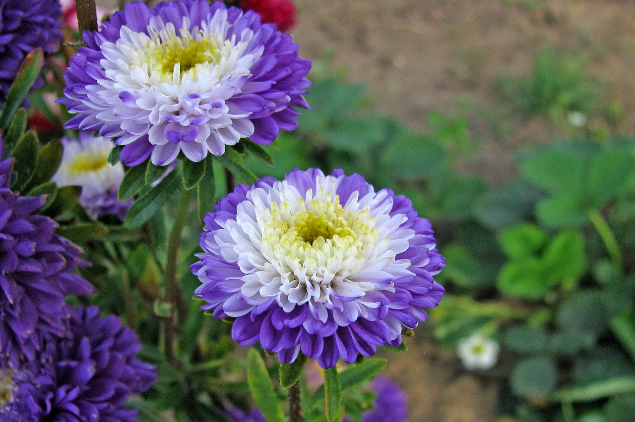 木本花卉与草本花卉特点对比木本花和草本花哪个好养