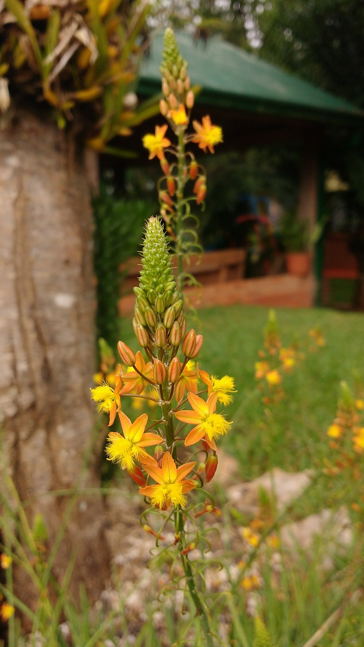 明光花卉基地介绍明光花卉基地电话