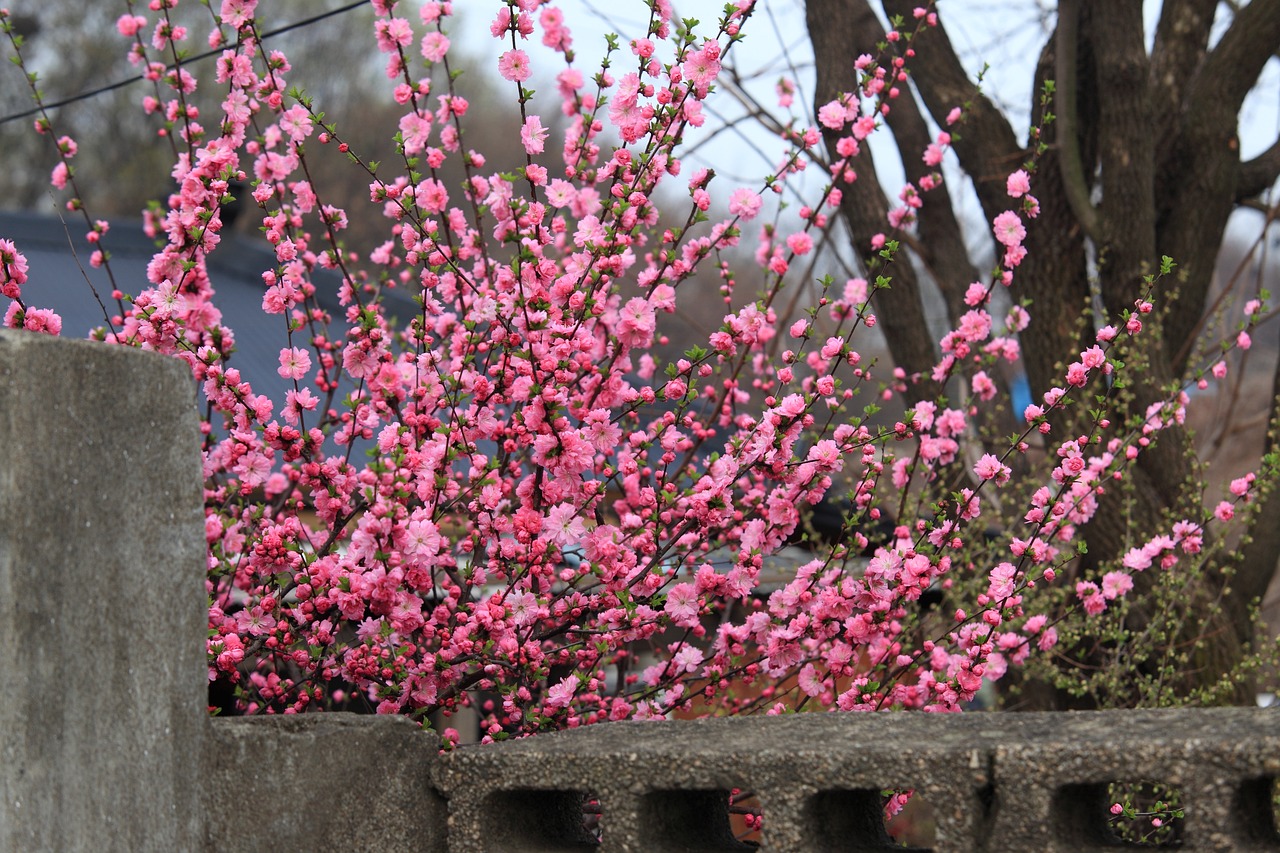 明光花卉基地介绍明光花卉基地电话